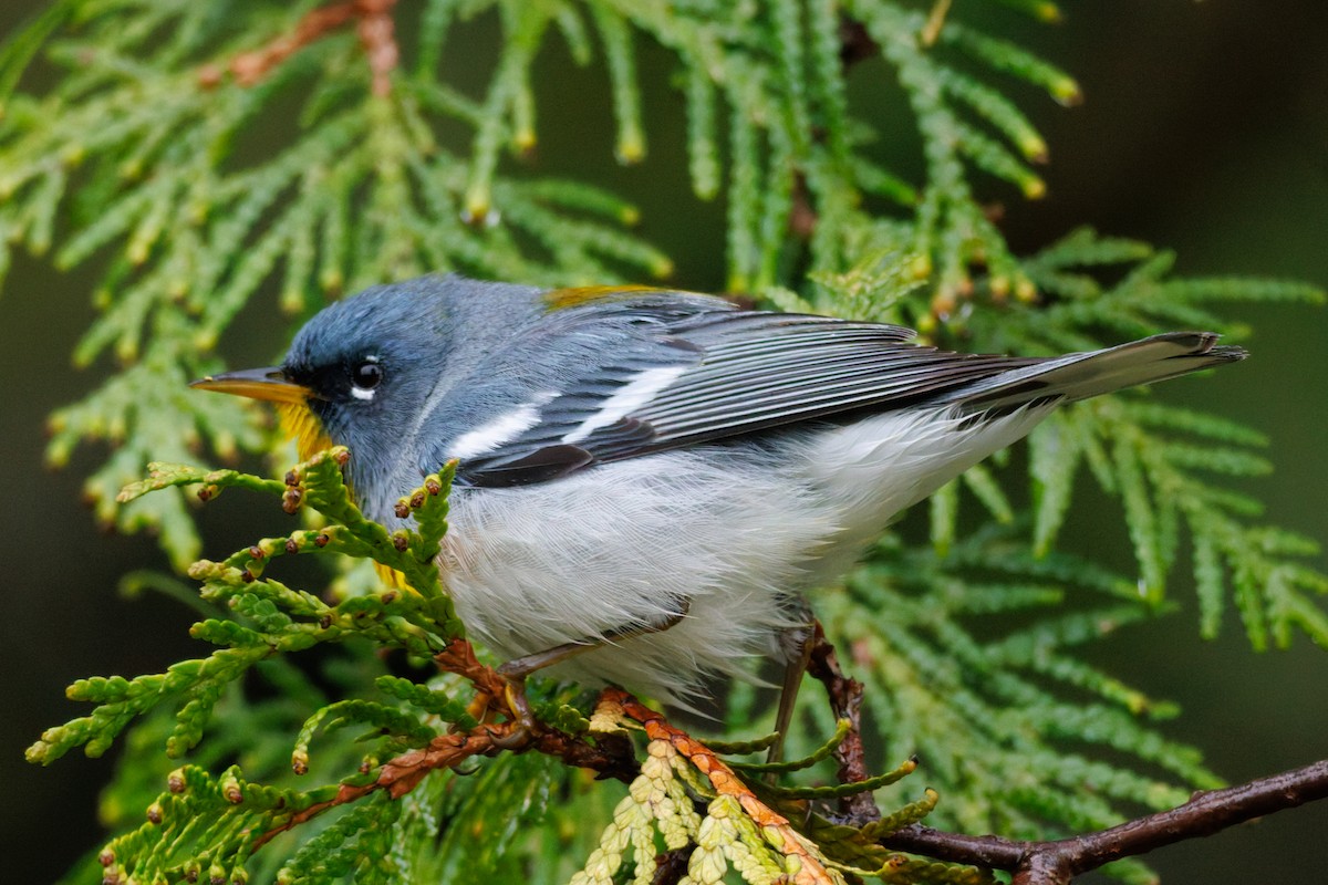 Northern Parula - ML638848050