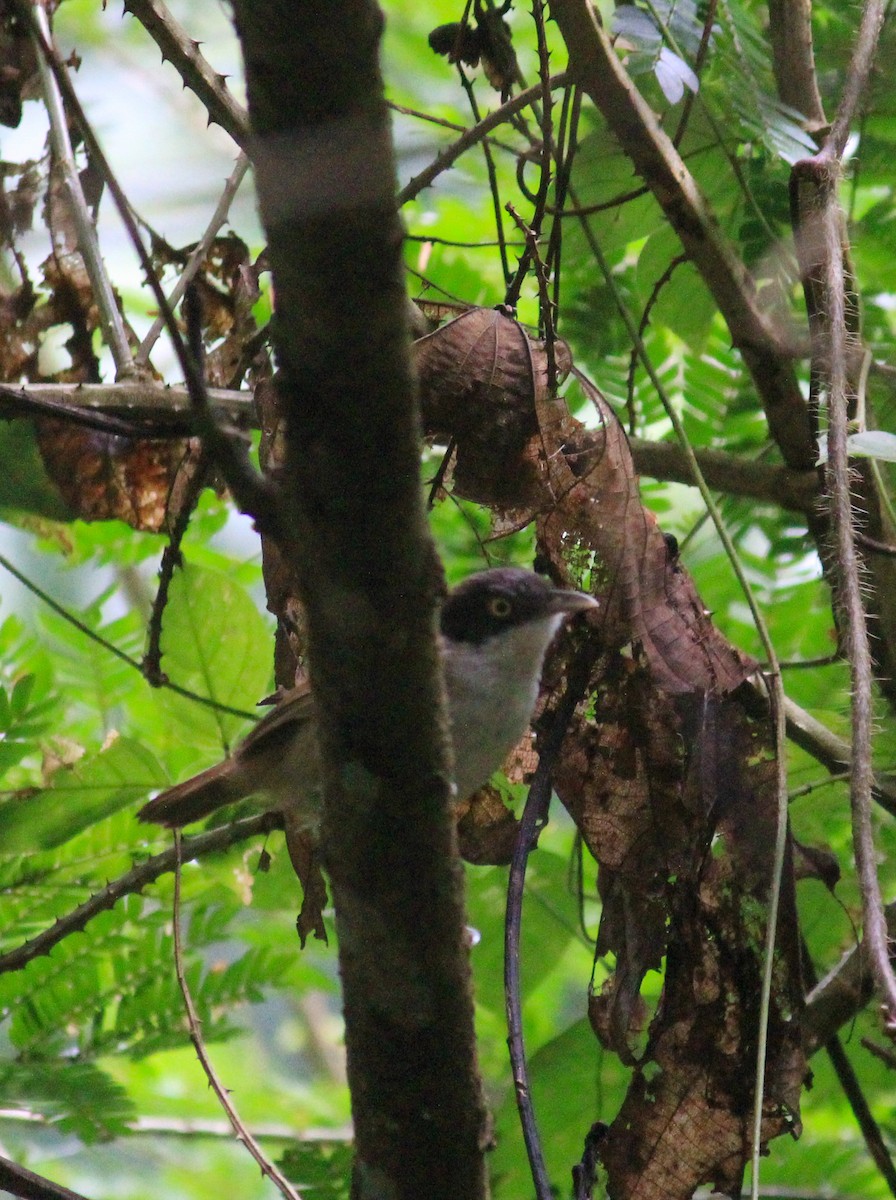 Dark-fronted Babbler - ML638848072