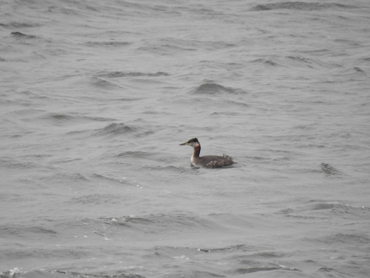 Red-necked Grebe - ML638848105