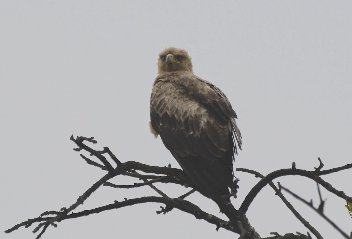 Tawny Eagle - ML638848106