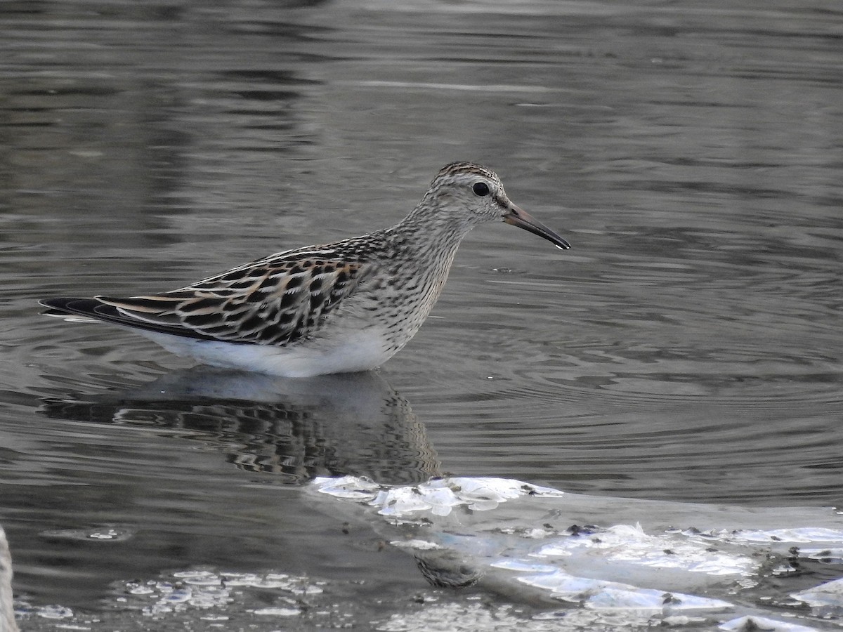 Graubrust-Strandläufer - ML638848133