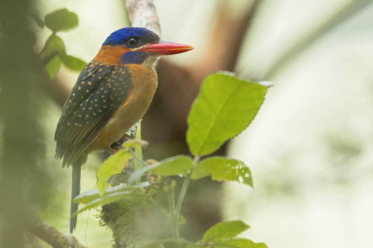 Blue-capped Kingfisher - ML638848141