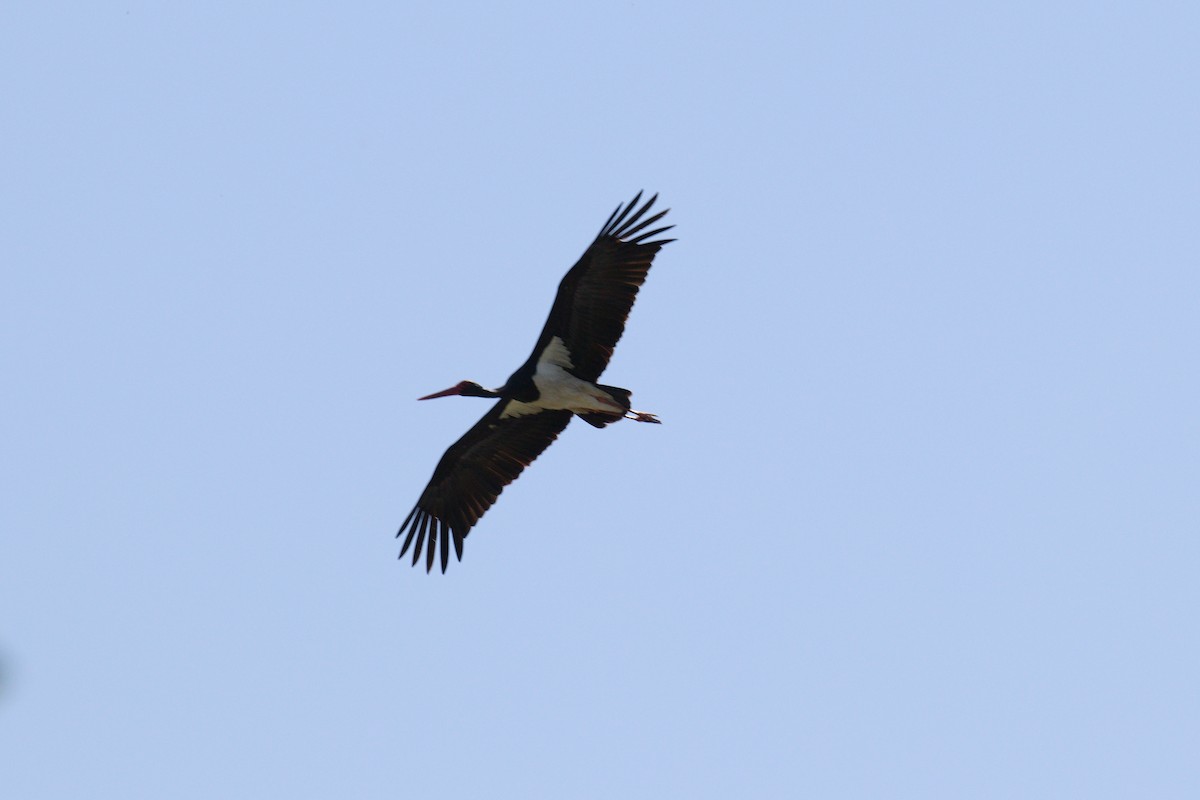 svartstork - ML638848165