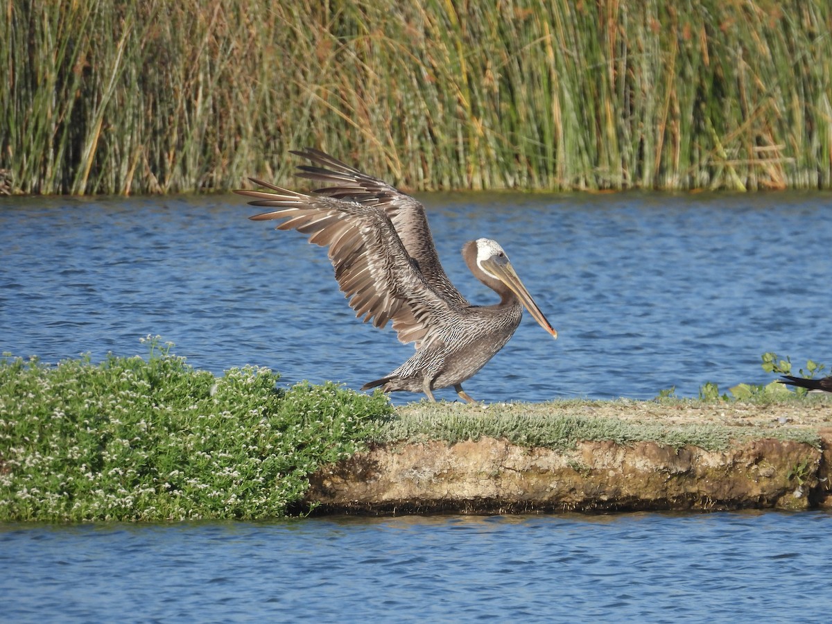 Brown Pelican - ML638848194
