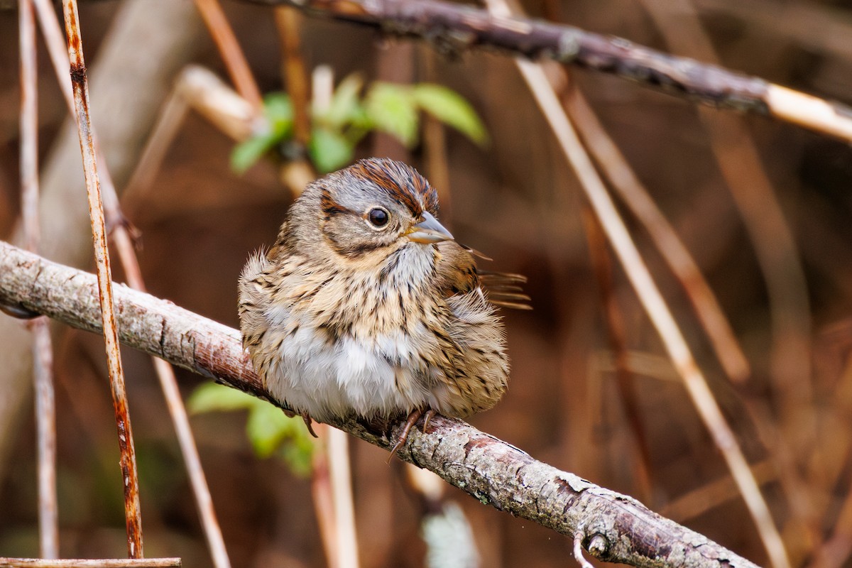 Lincoln's Sparrow - ML638848197
