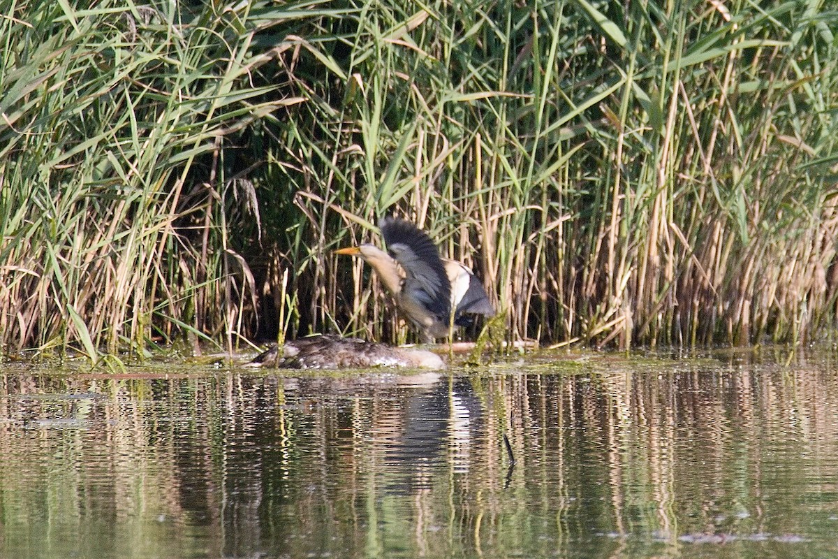 Little Bittern - ML638848202