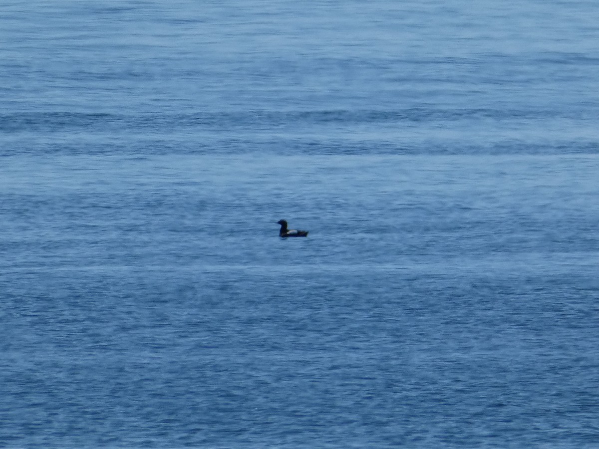 Black Guillemot - ML638848235