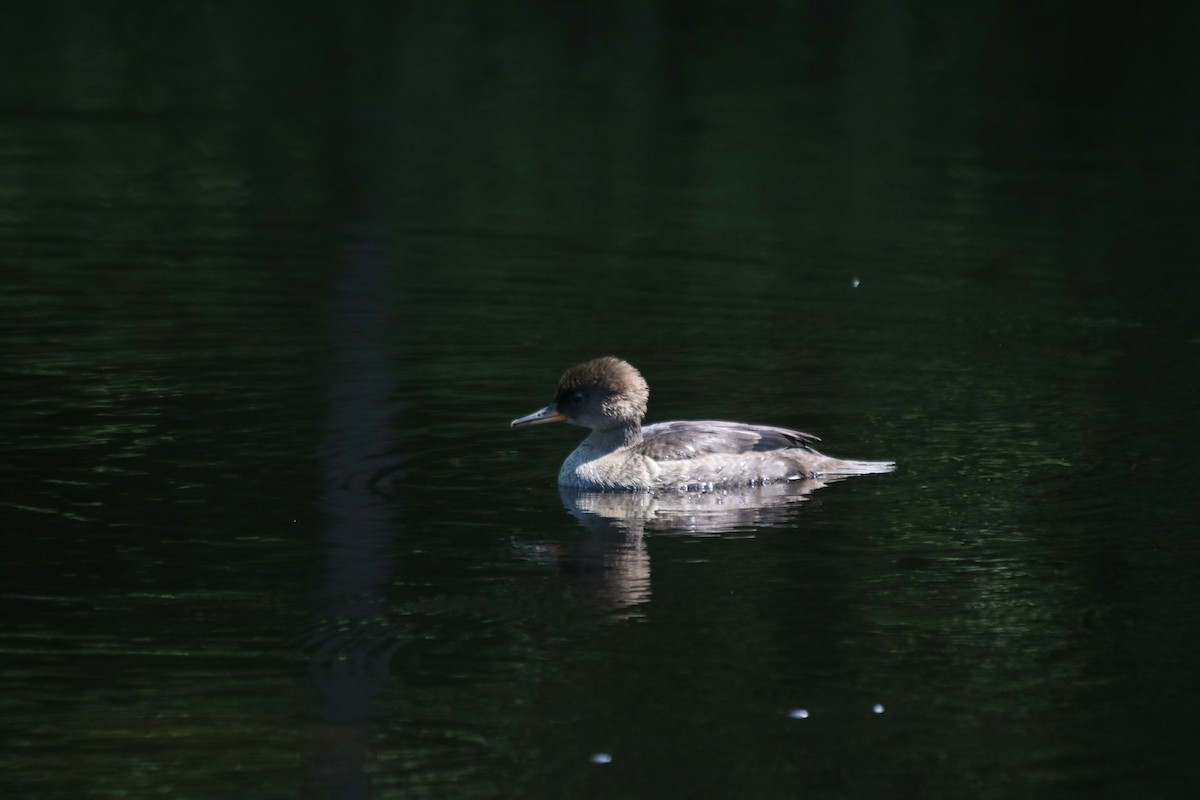 מרגון מקושט - ML638848315