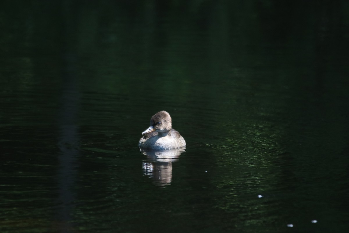 מרגון מקושט - ML638848316