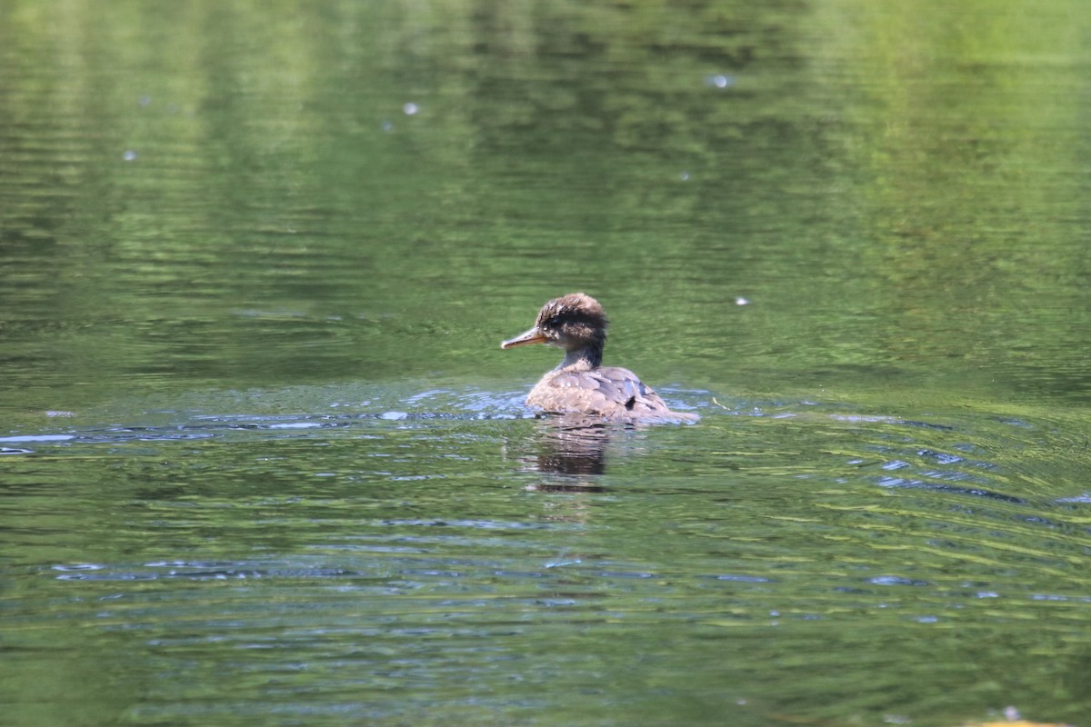 מרגון מקושט - ML638848317