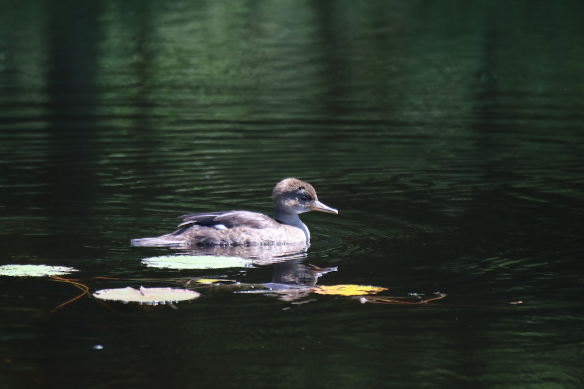 מרגון מקושט - ML638848318