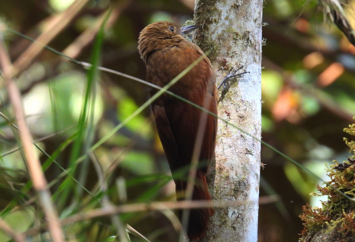 Tyrannine Woodcreeper - ML638848323