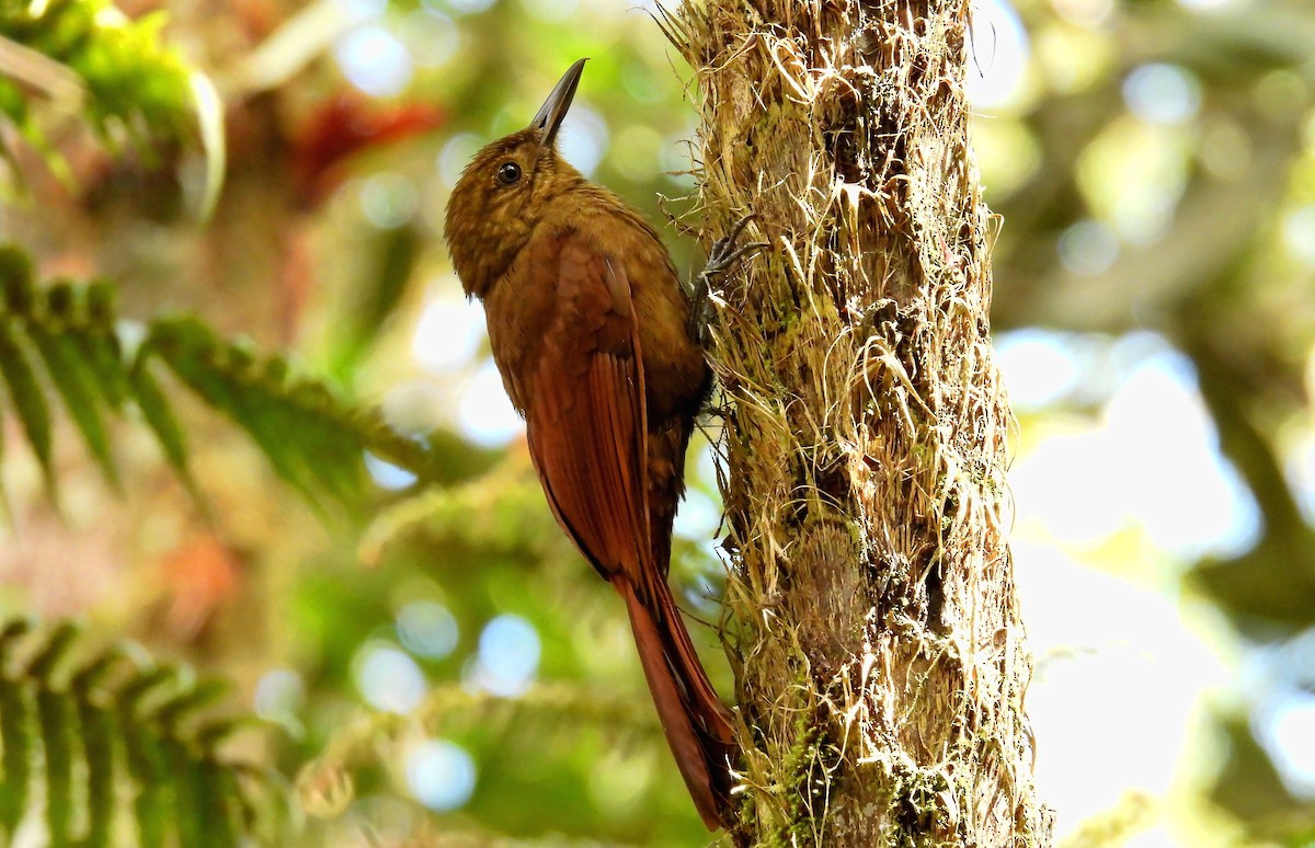 Tyrannine Woodcreeper - ML638848325