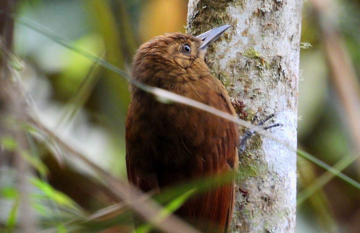 Tyrannine Woodcreeper - ML638848326
