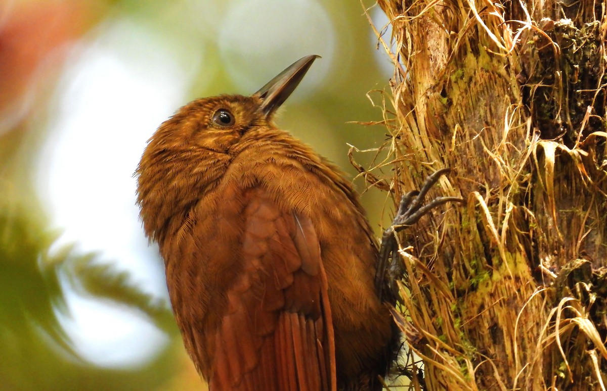 Tyrannine Woodcreeper - ML638848328