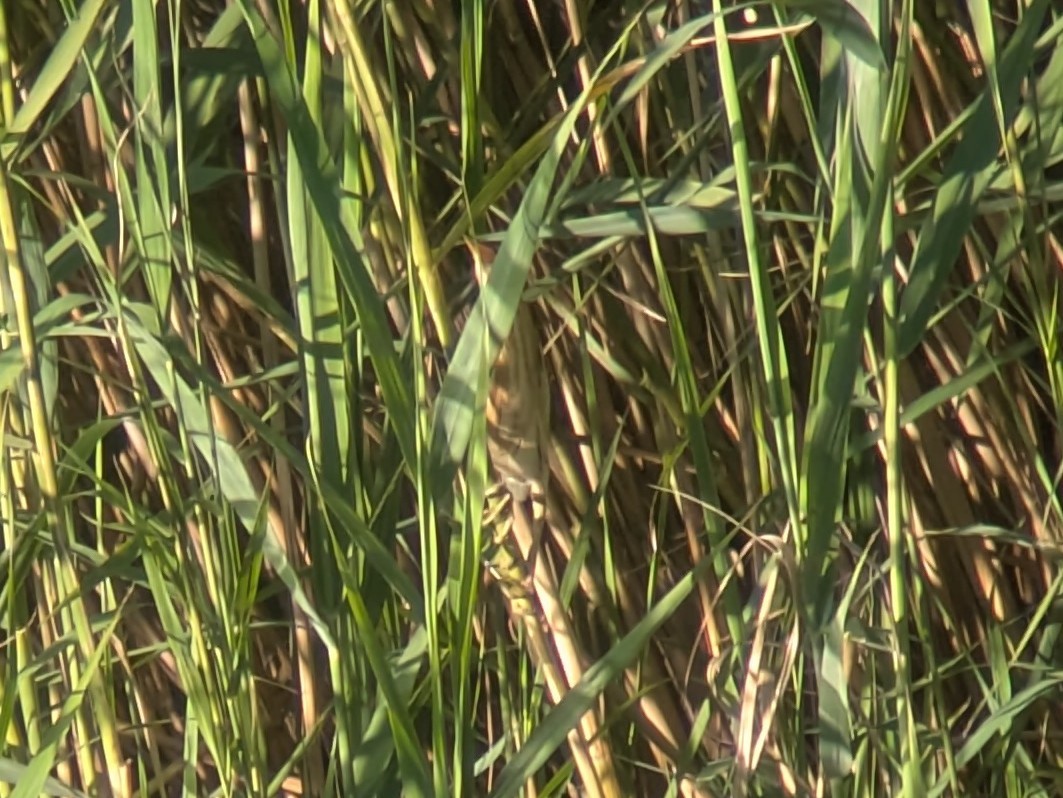 Little Bittern - ML638848329