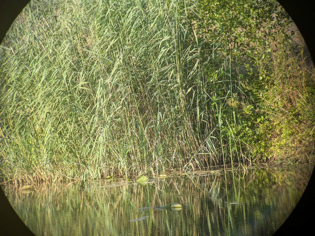 Little Bittern - ML638848330