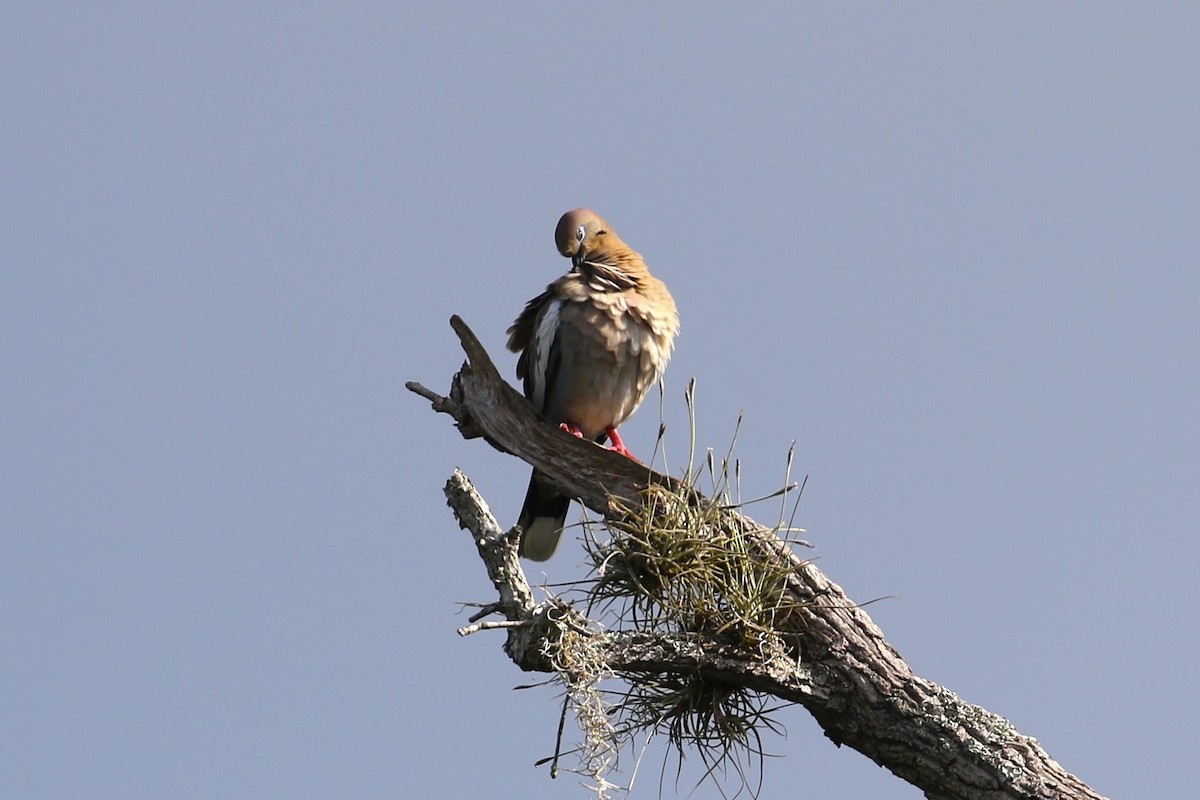 White-winged Dove - ML638848389