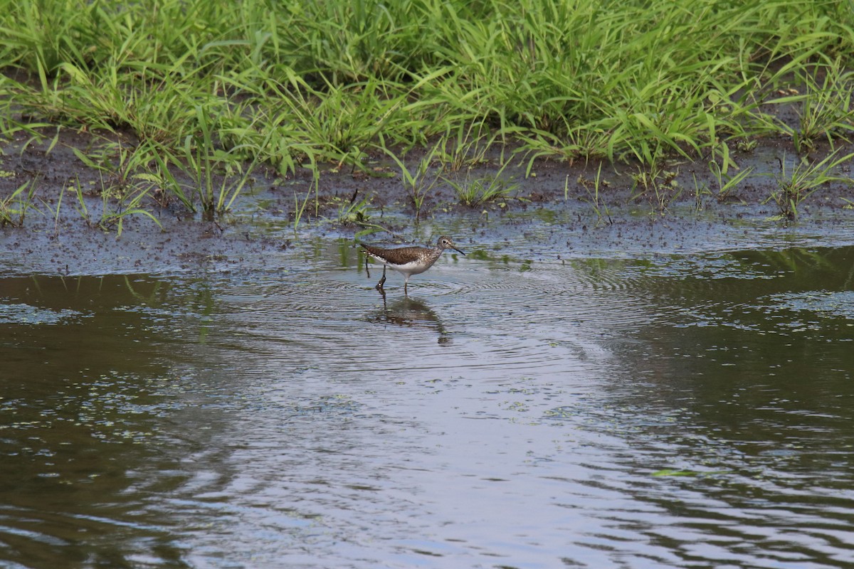 Solitary Sandpiper - ML638848391