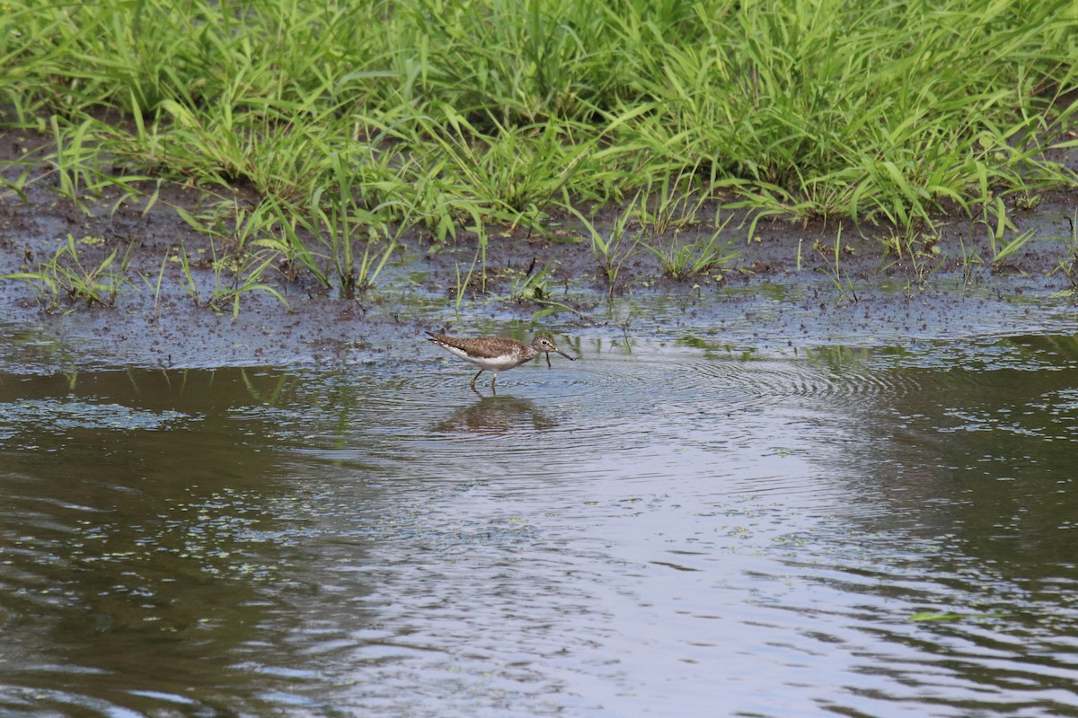 Solitary Sandpiper - ML638848393