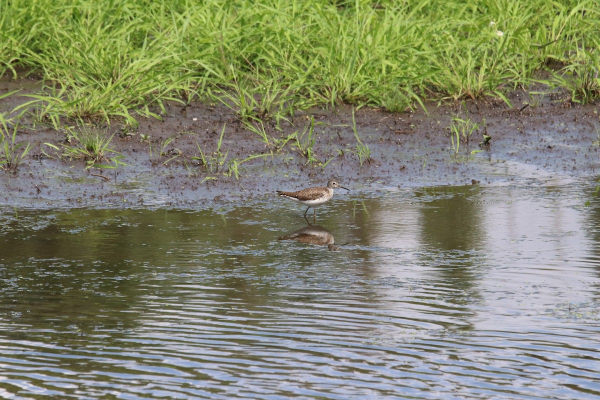 Solitary Sandpiper - ML638848399