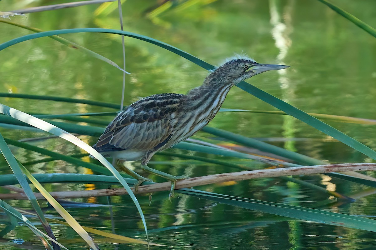 Little Bittern - ML638848428
