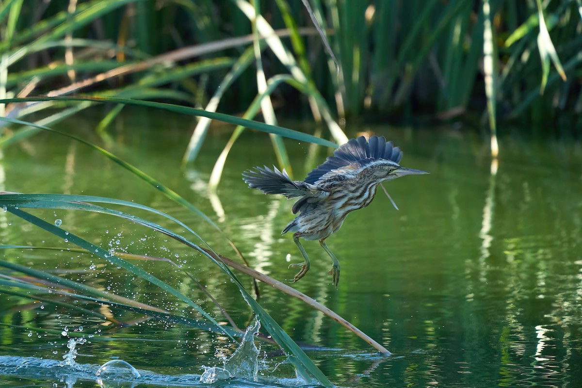 Little Bittern - ML638848429