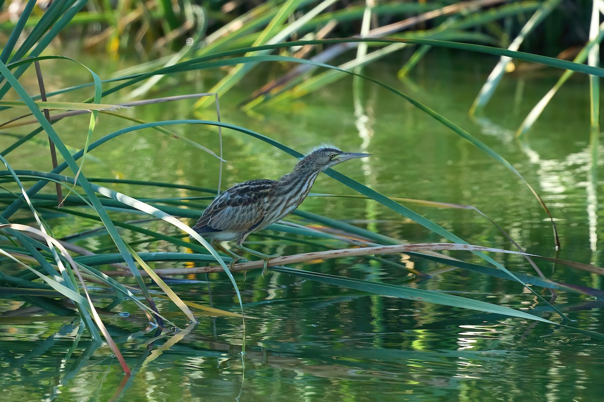 Little Bittern - ML638848430