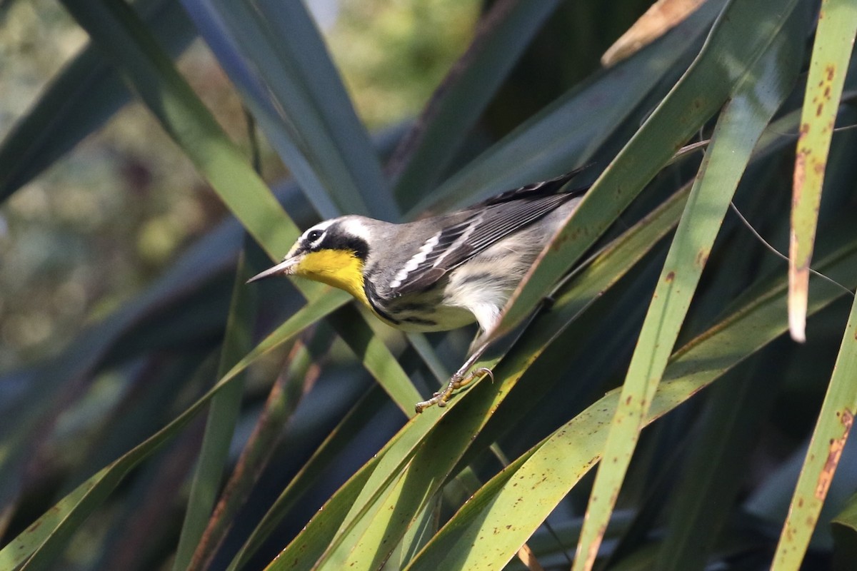 Yellow-throated Warbler - ML638848437
