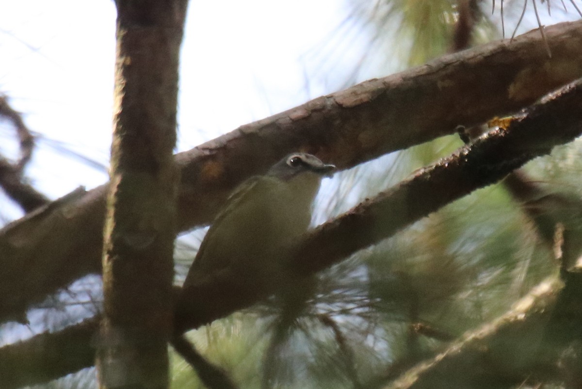 Graukopfvireo - ML638848444