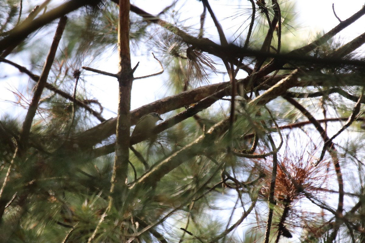 Graukopfvireo - ML638848445
