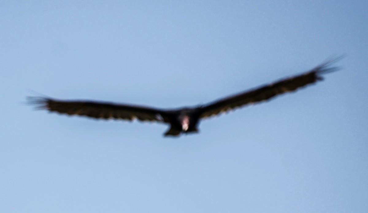 Turkey Vulture - ML638848464
