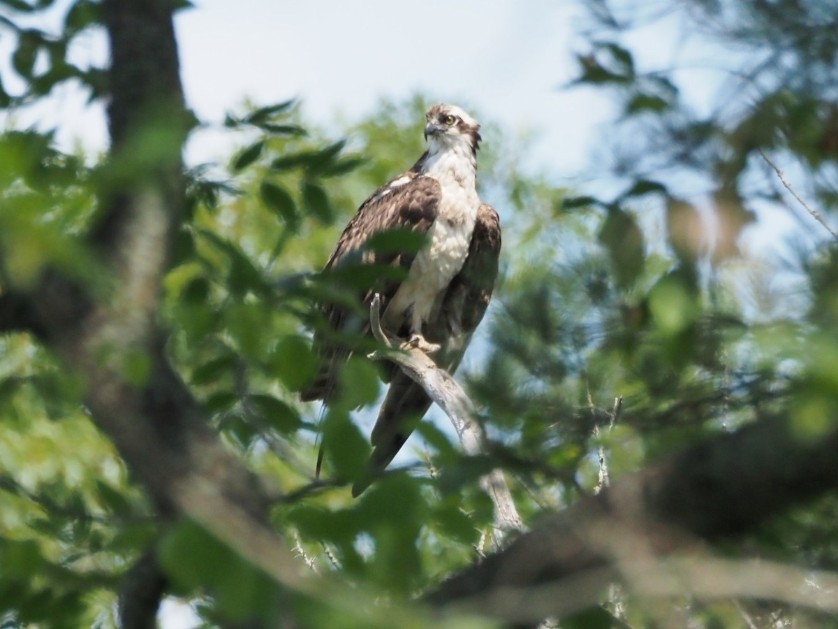 Osprey - ML638848468