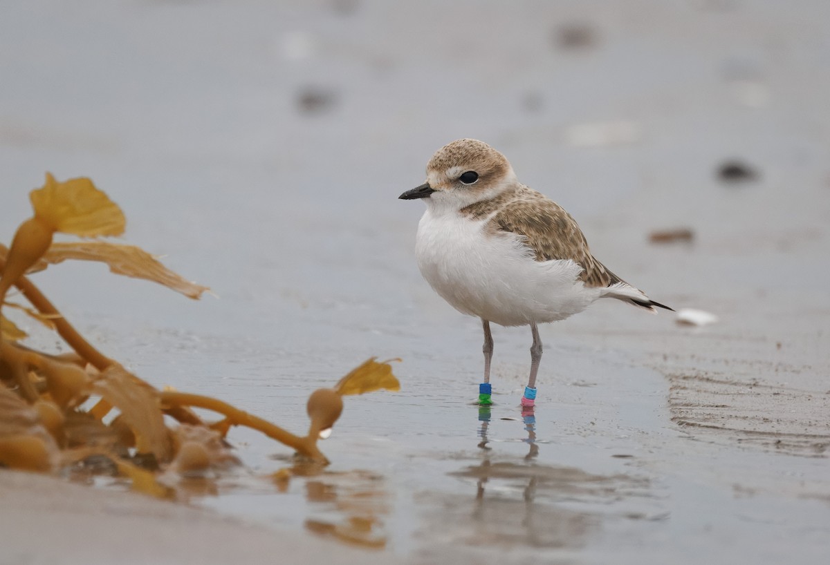 Snowy Plover - John Callender