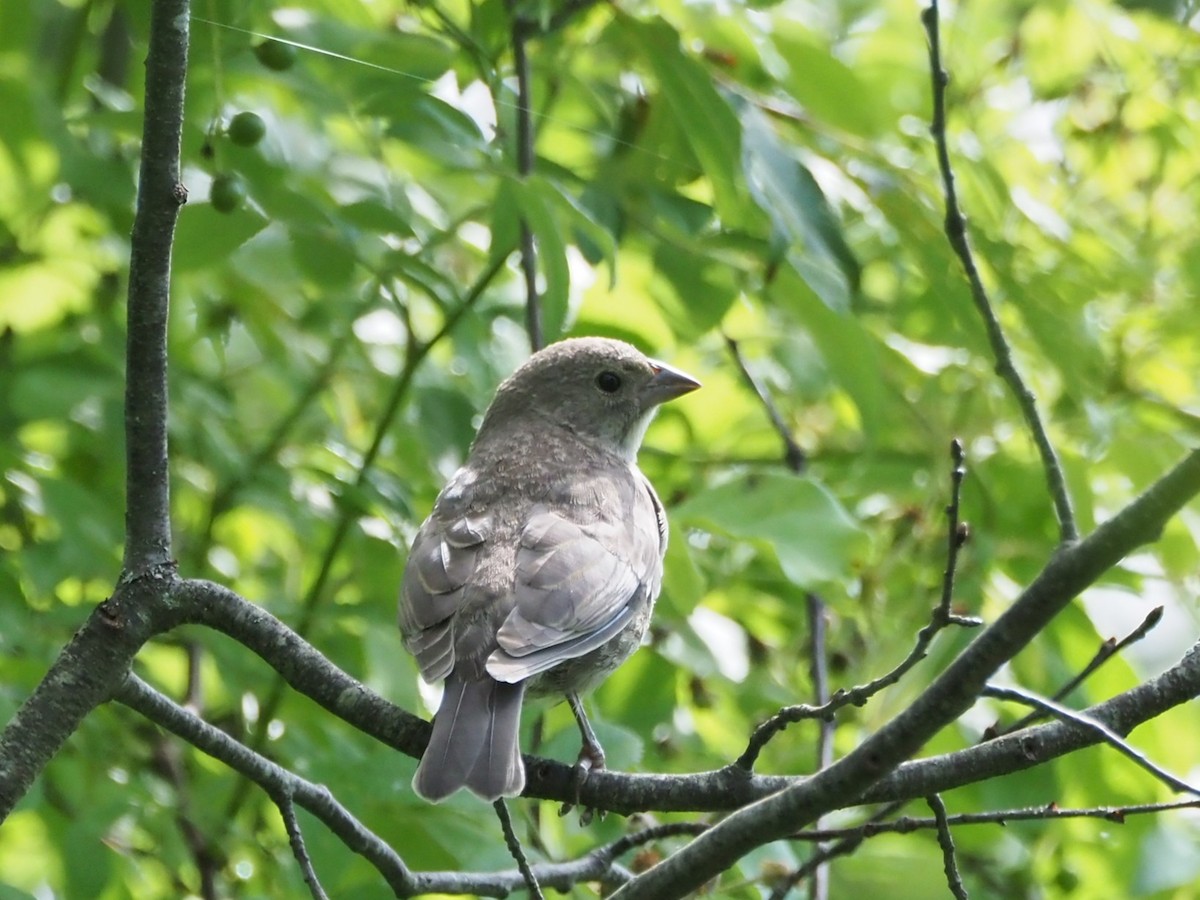 Brown-headed Cowbird - ML638848550