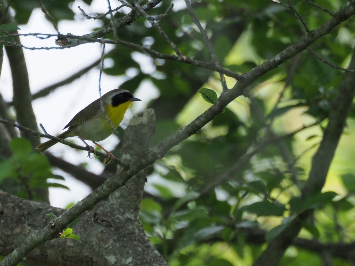 Common Yellowthroat - ML638848583