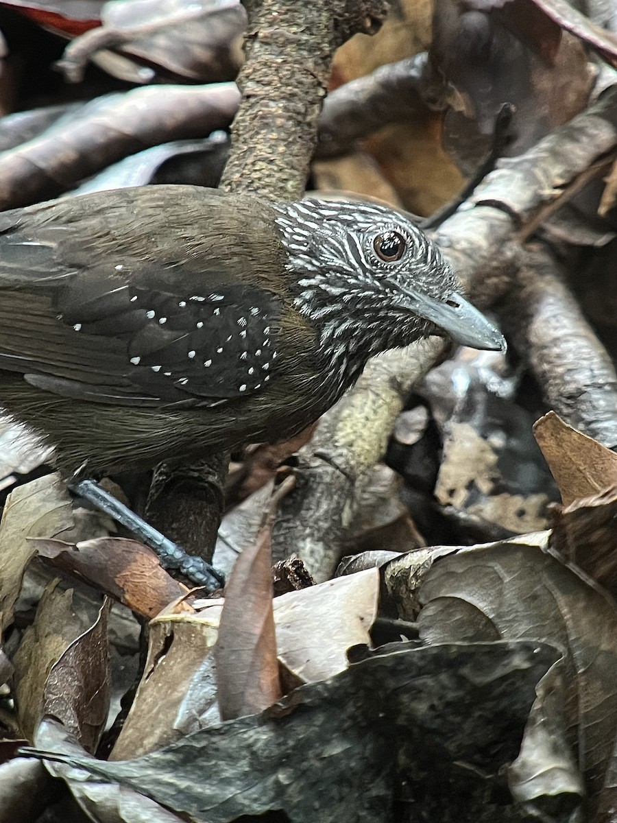 Black-hooded Antshrike - ML638848594