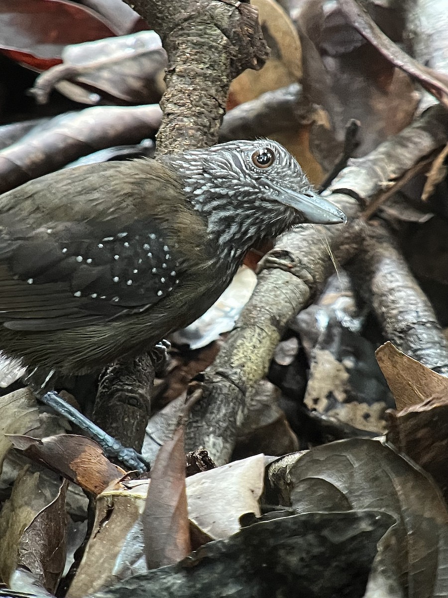 Black-hooded Antshrike - ML638848595