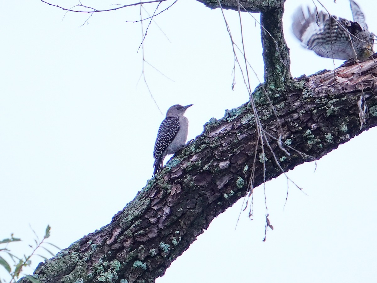 Gila Woodpecker - ML638848633