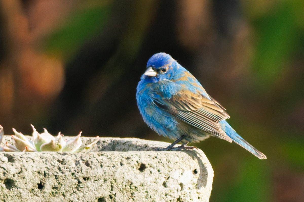 Indigo Bunting - ML638848635