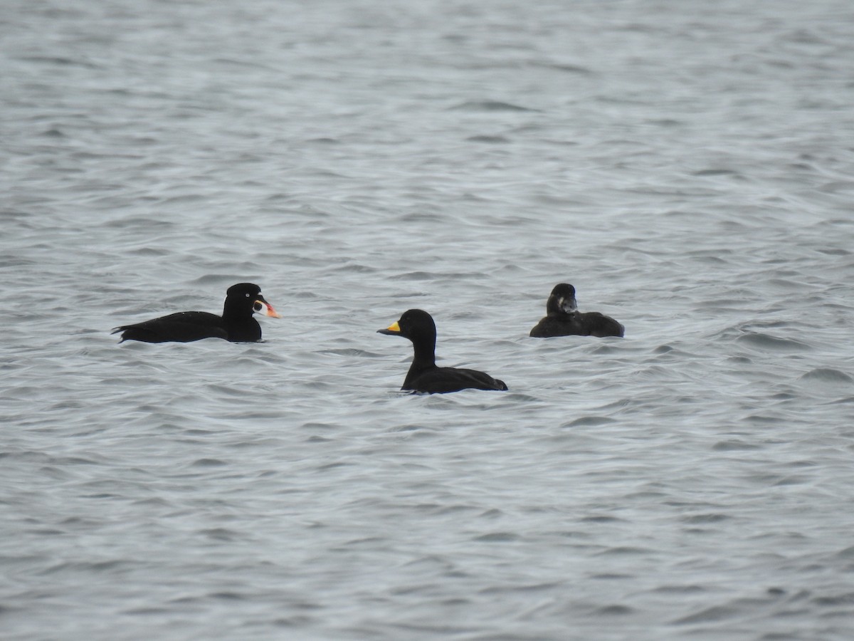 Black Scoter - ML638848684