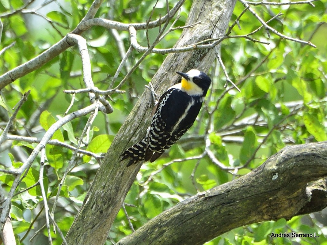 White-fronted Woodpecker - ML638848706