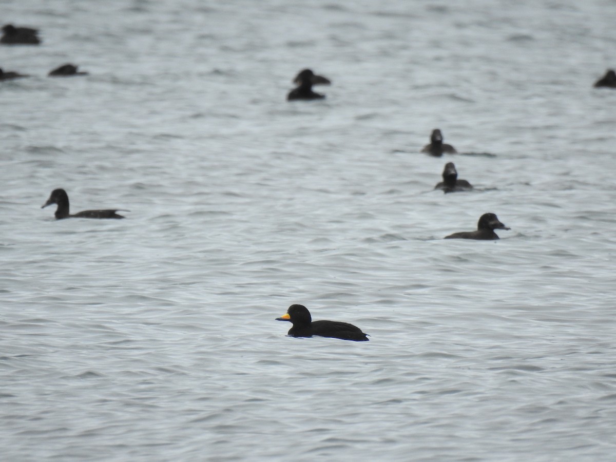Black Scoter - ML638848715