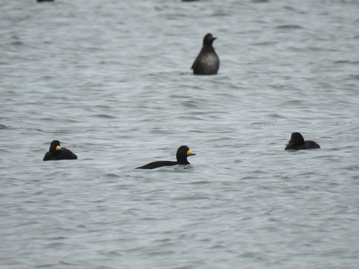 Black Scoter - ML638848732
