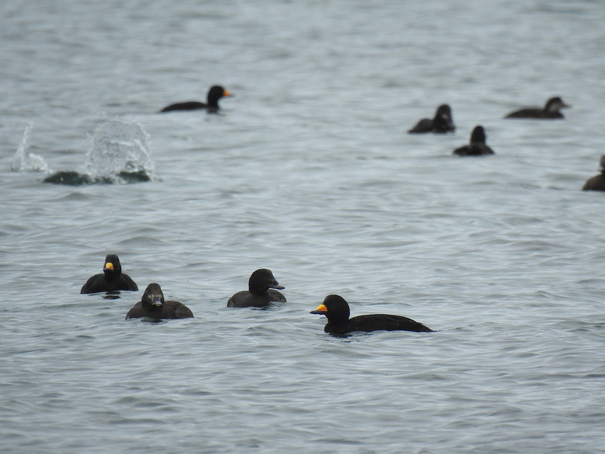 Black Scoter - ML638848745