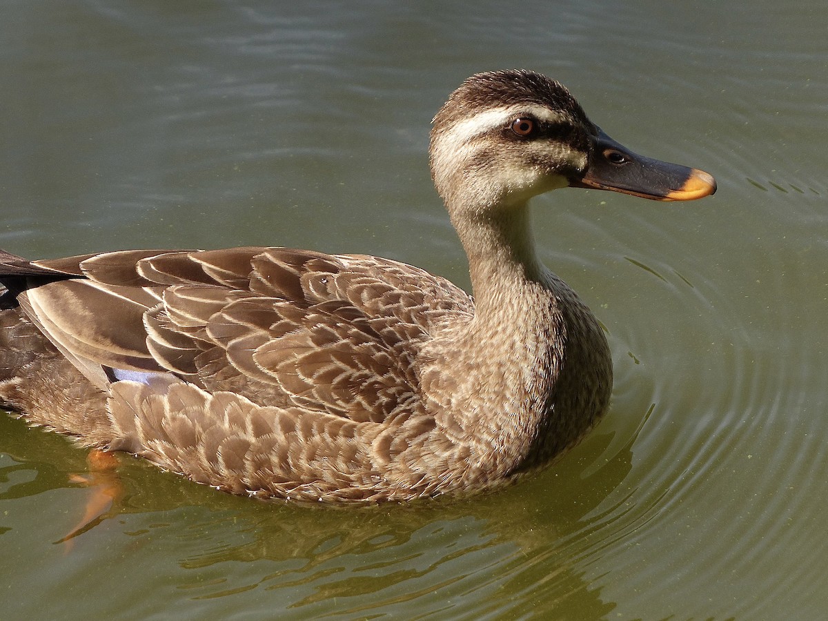 Eastern Spot-billed Duck - ML638848781