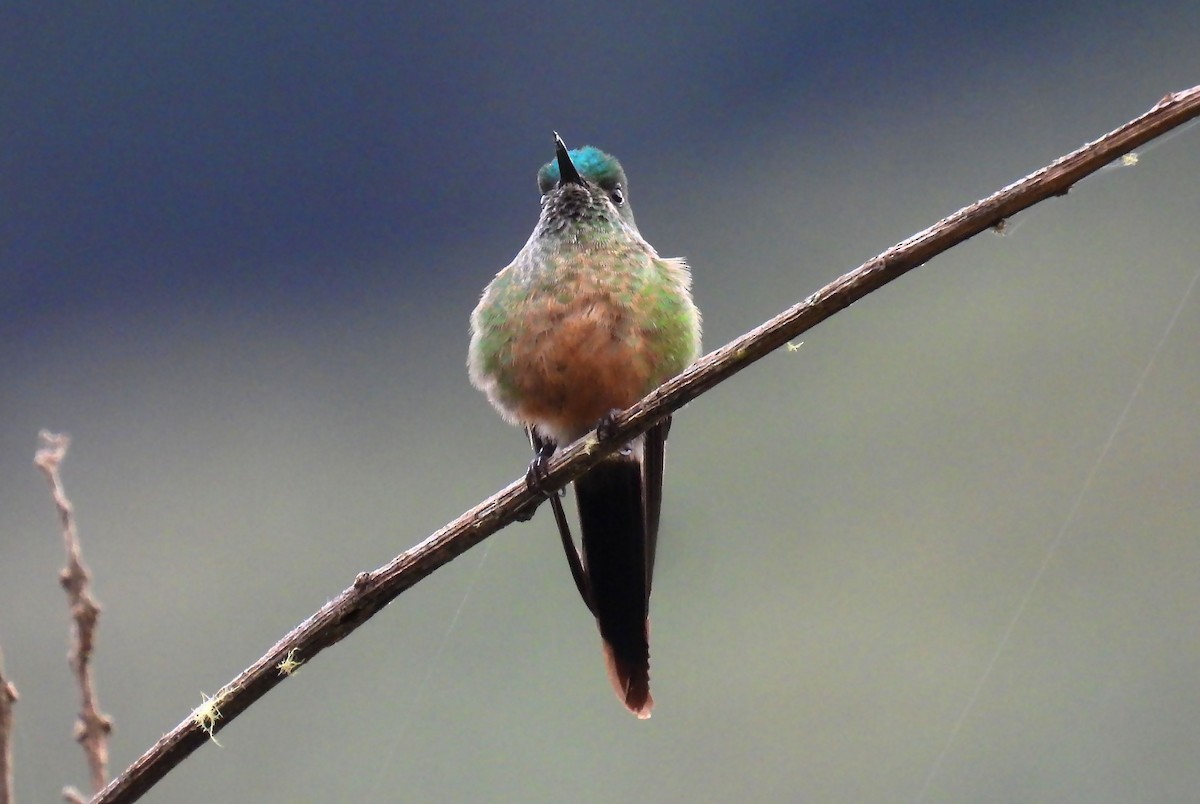 Long-tailed Sylph - ML638848841