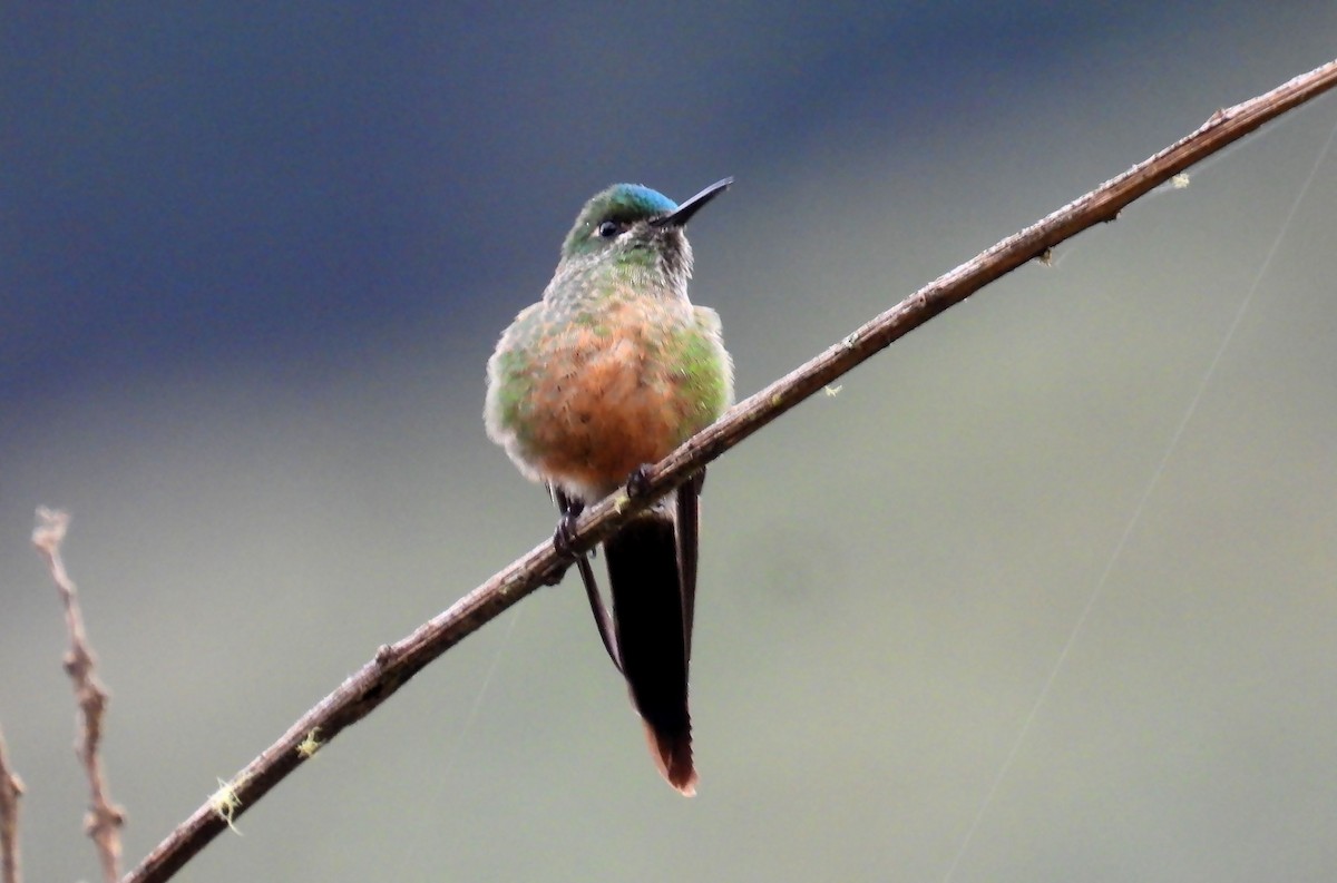 Long-tailed Sylph - ML638848842