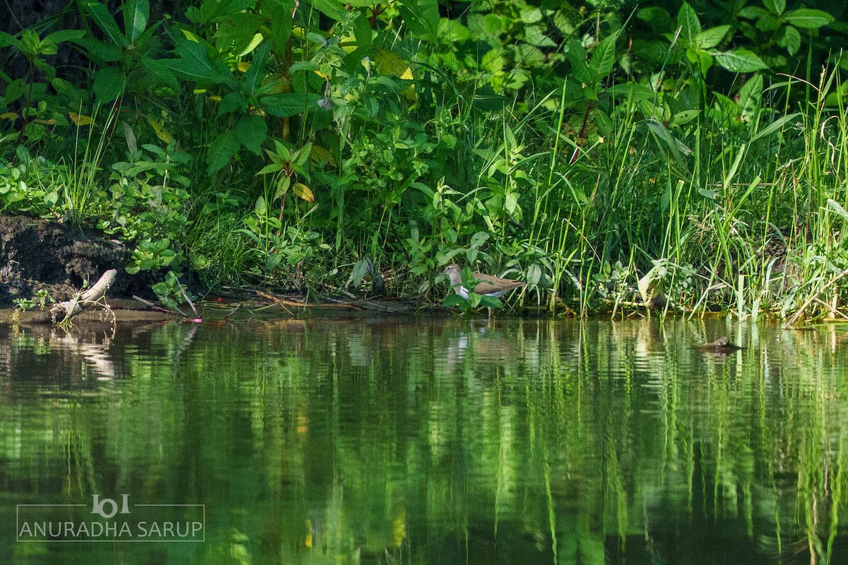 pisík obecný - ML638848970