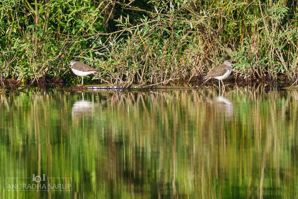 pisík obecný - ML638848971